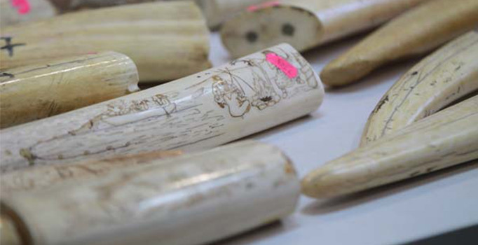 Gümrük kapısında fildişi operasyonu