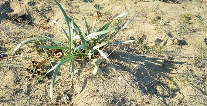 Bu bitkiyi koparmanın cezası 38 bin 751 lira