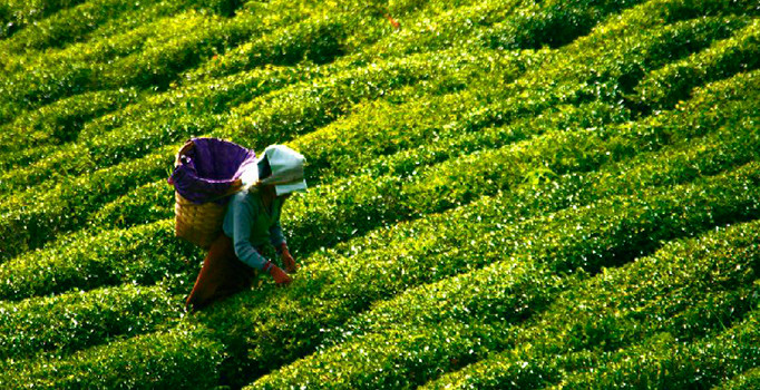 Türk çayı Polonya'da tanıtıldı