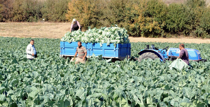 Bilecik'te karnabahar hasadı başladı