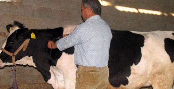 Türkiye'de hızla yayılan şap hastalığı, Rusya'nın biyolojik saldırısı mı?