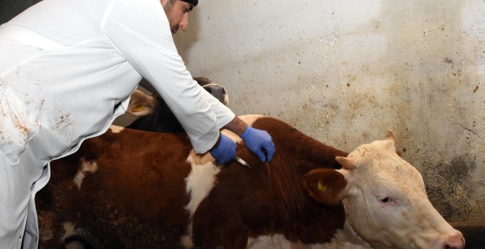 Van'da şap alarmı: Karantina başladı