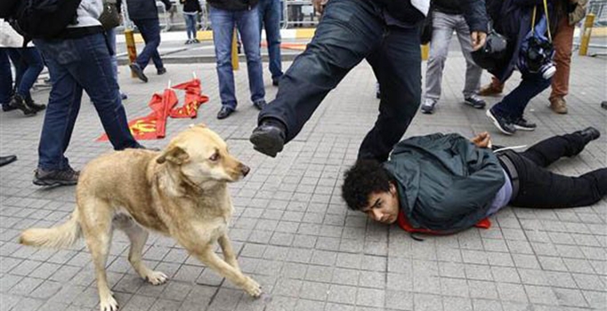 Sokak köpeğine 'koruma' tekmesi