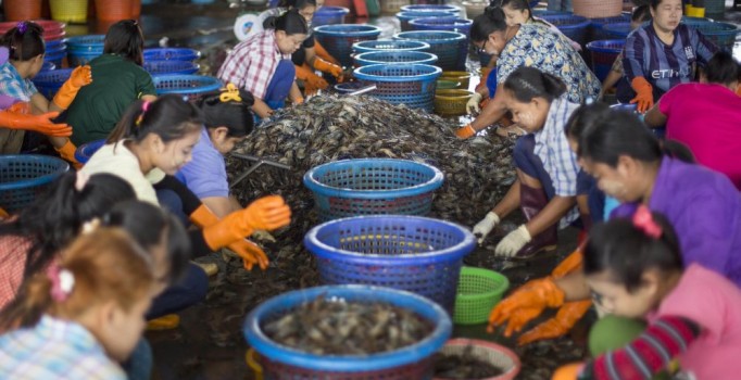 Tayland'da insan kaçakçıları ve büyük şirketlerin 'kölelik' işbirliği
