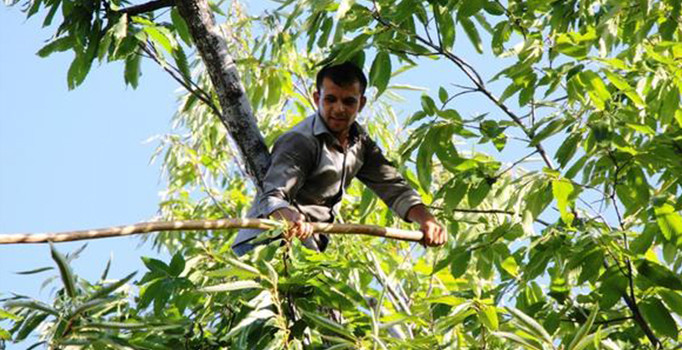 Kestane üreticileri aylık 9000 liraya çalışacak işçi arıyor