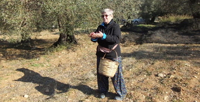 Balıkesir'de şalvar giyen Canan Karatay zeytine doyamadı