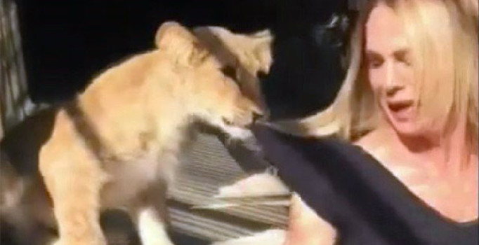 Survivor Nagihan’a yavru aslan saldırdı