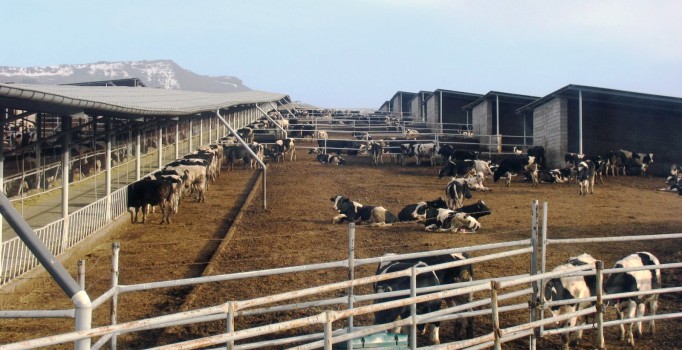 Ağrı'da şap karantinası uygulaması