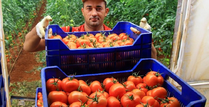 Domatesler 2 yıl aradan sonra yeniden Rusya için toplandı