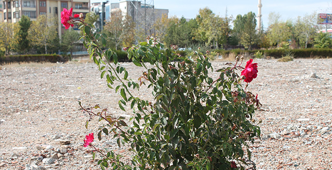 Elazığ'da 3 şehit verilen yerde 3 gül açtı