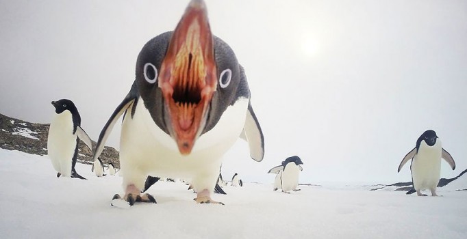 National Geographic, yılın en iyi 20 fotoğrafını seçti