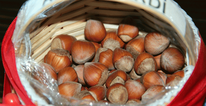 "Mart karı" fındık üreticilerini endişelendirdi