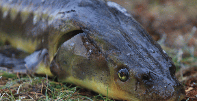 Siyah havyarı daha ucuza yedirecekler