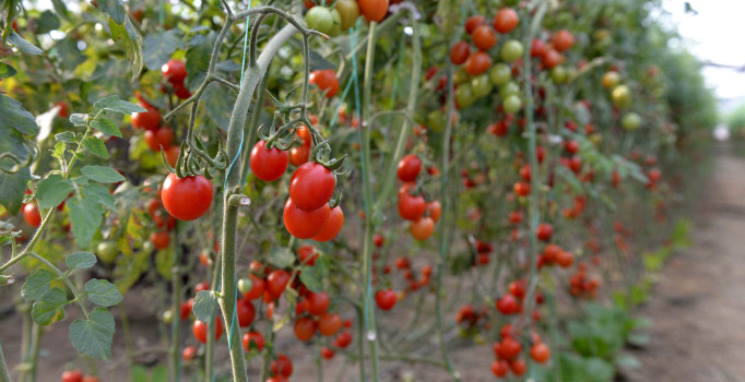 Rusya'ya domates ihracatı Bergama'da başladı