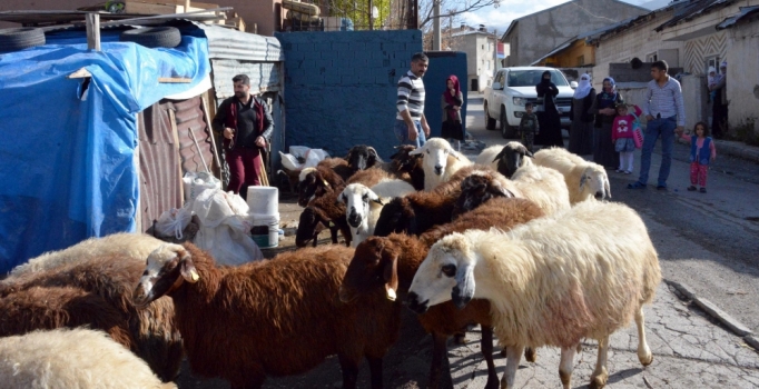 Köyüne dönene 300 koyun projesi detayları belli oldu! Tarım ve Hayvancılık Bakanlığı açıkladı