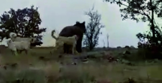 Çoban köpekleri, sürüye saldıran ayıyı kovaladı | Video
