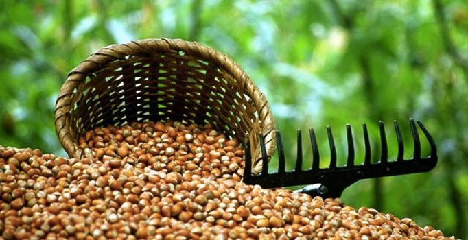 Fındık fiyatları düşüyor mu? Giresun'da üreticiyi fiyatlar mutlu etmiyor