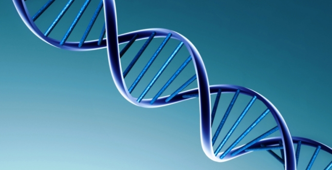 Kıtlık yıllarının geni bulundu