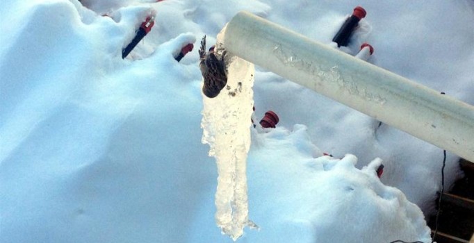 Mardin'de su içerken donan serçe herkesi üzdü