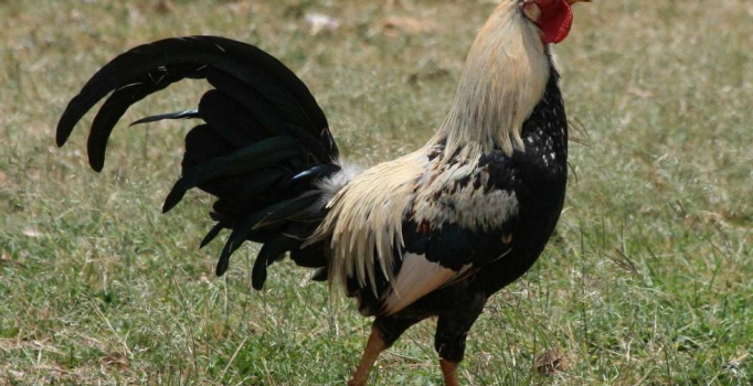 Horozdan korkup evde mahsur kaldılar