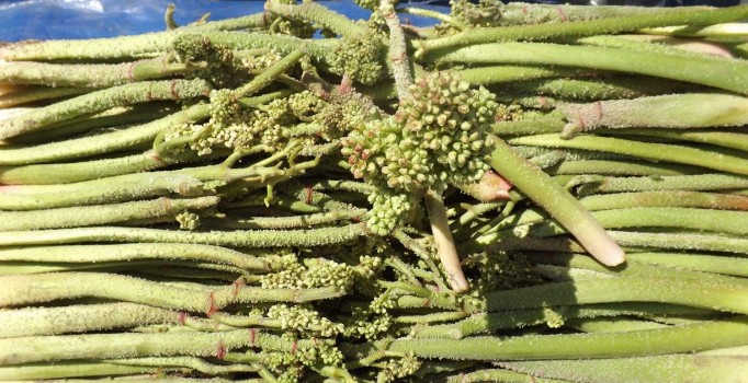 Uçkun kanser hücrelerini 2 günde yok etti