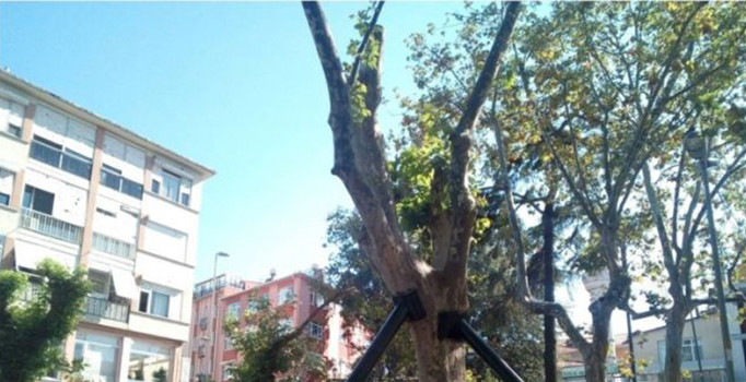 Anadolu Kavağı'nda devrilen 600 yıllık çınar, ayağa kaldırıldı