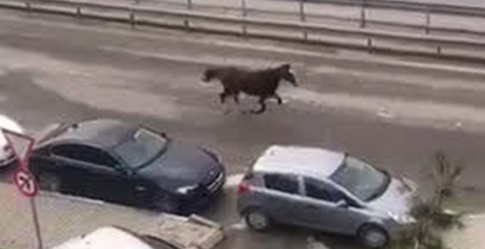 E-5’te dört nala koşan at hayrete düşürdü | Video