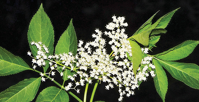 Gribin düşmanı mürver çiçeği