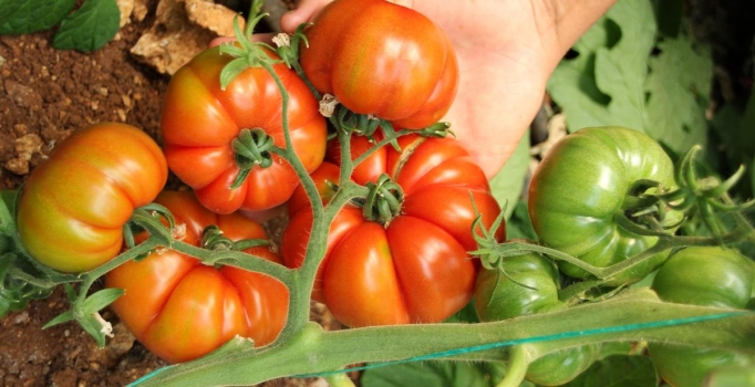 Domatesin yerlisi "Yükselköy F1" görücüye çıktı