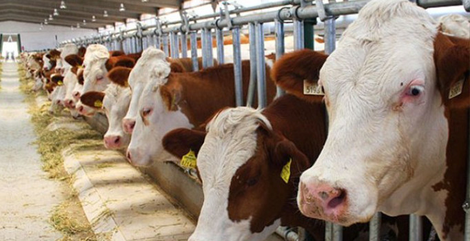 Besicilere yeni destek: Gümrük vergisi sıfırlanıyor