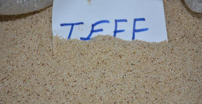 Dünyanın en küçük tahılı Türkiye'de üretildi