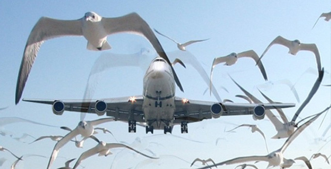 Atatürk Havalimanında kuş engeli