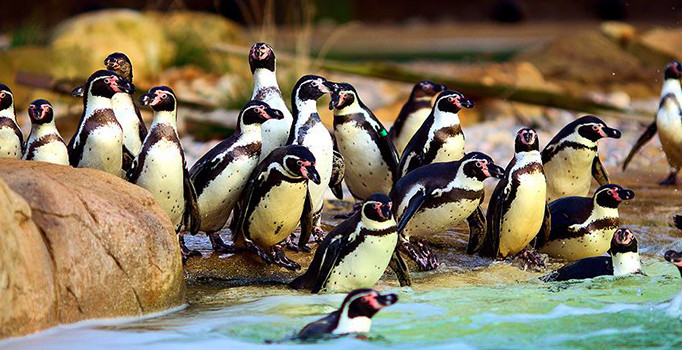 Penguenlerin geçmişi 14 bin 600 yıl öncesine uzanıyor