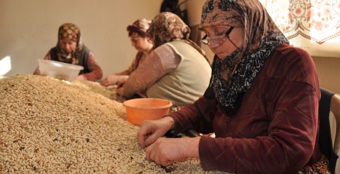 Çam fıstığı üreticileri dertli