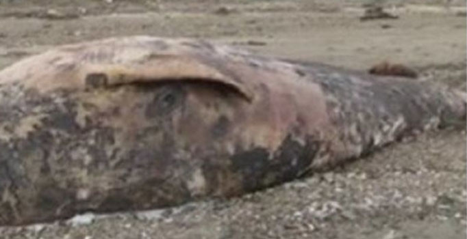 Dedeağaç'ın Apalo sahiline 6 metrelik balina karaya vurdu