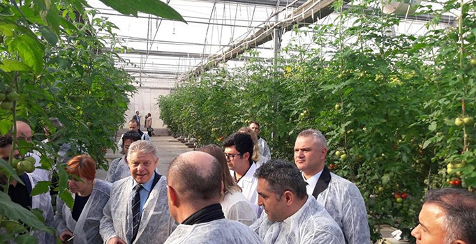 Rus heyet Salihli'de domates seralarını inceledi