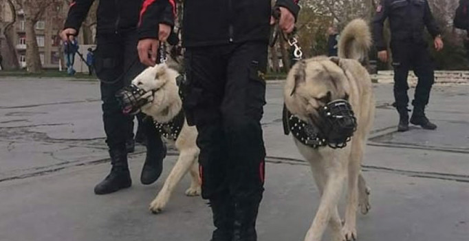 Yılbaşı gecesi Taksim'de kangallar da göreve çıkacak!