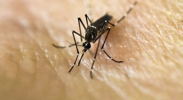 Sağlık Bakanı Ahmet Demircan'dan Zika açıklaması: Gerekli tedbirler alınacak