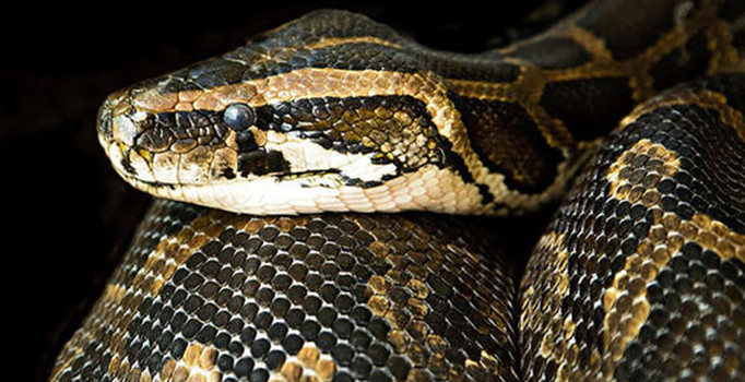 AVM'deki yılanın faturası belli oldu: 4 bin lira ceza