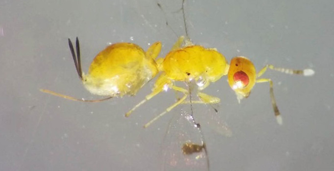 Uşak'ta bulunan yeni böcek türünün faydalı mı zararlı mı olduğu anlaşılamadı