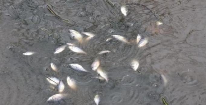 Balıkesir'de balık ölümleri endişe yarattı