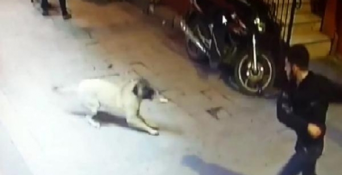 Sokak köpeğine kemerle saldırıp bıçakladılar
