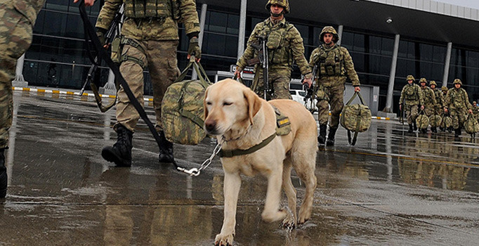 Mayın arama köpeği 'Ayevi' Afrin'de Mehmetçik'in gözü olacak