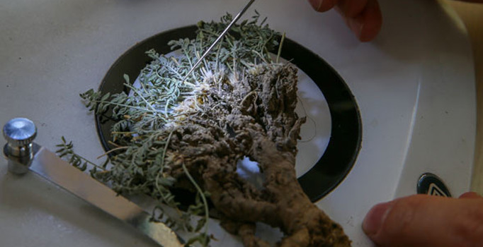 Erzurum'da yeni bitki türü bulundu