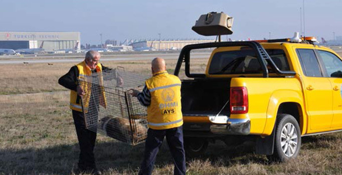Atatürk Havalimanı'nda köpek timi