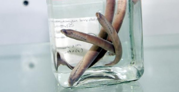 Rize'de, yeni balık türü keşfedildi