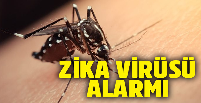Zika virüsü nedir? Zika virüsü belirtileri nelerdir, nasıl bulaşır? | Aedes nasıl görünüyor?