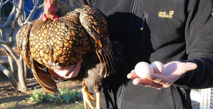 Kargo ile ülkenin her yerine gönderiliyor Bu yumurtaların tanesi 40 lira
