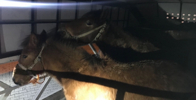 Polis arabayı durdurdu, içinden çıkanlar 'pes' dedirtti