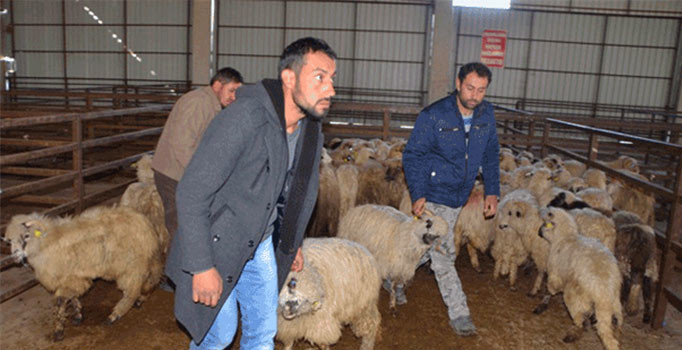 Köyüne geri dönene 300 koyun ve maaş